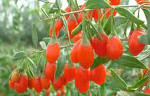 Goji Berry - Salford